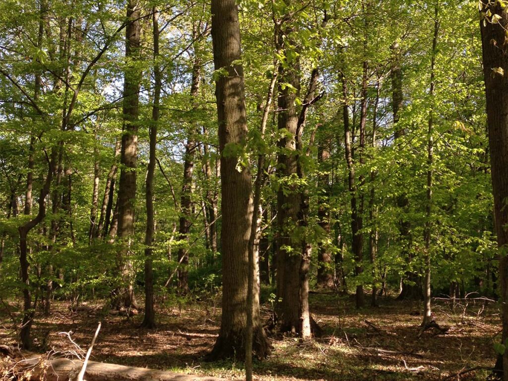 the woods temp redo